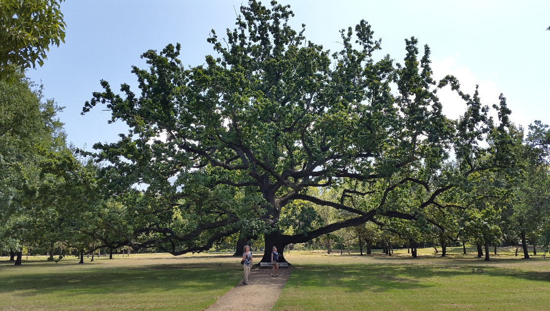 Королевский дуб. Королевский дуб в Англии. Королевский дуб" (Royal Oak). Мазсалаца шведский Королевский дуб. Сунда Королевское дерево.